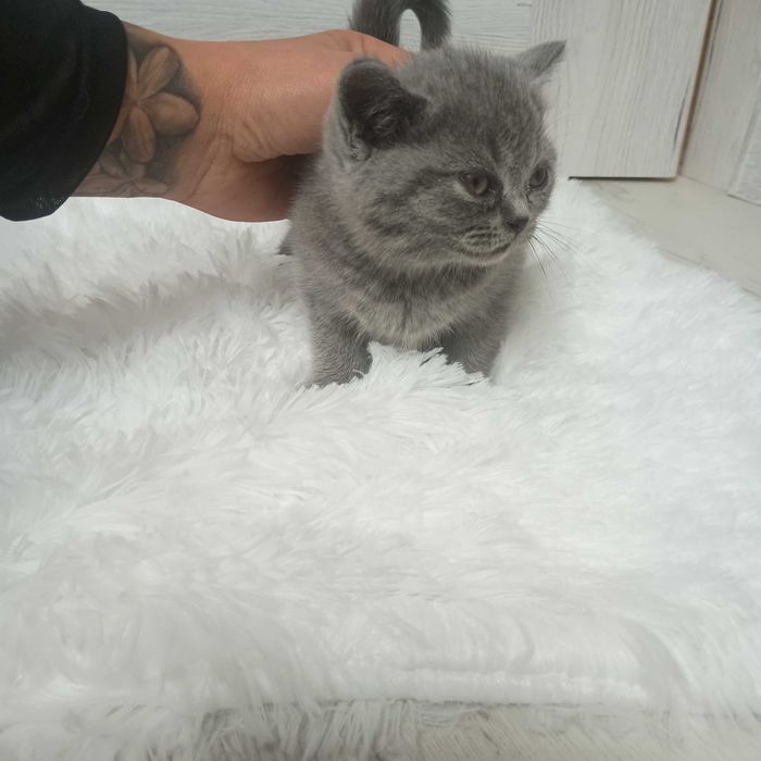 Kotki brytyjskie krótkowłose