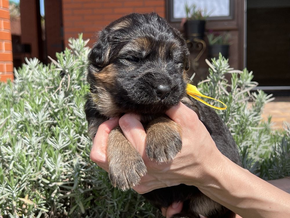 Німецька вівчарка довгошерстна