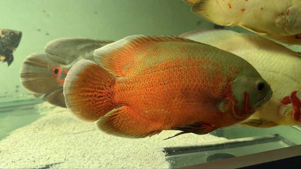 Peixe oscar 60€ cada