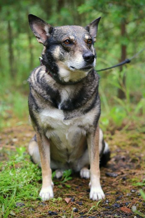 Gwara to niezwykła sunia - spokojna,delikatna i bardzo wdzięczna