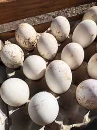 Інкубаційні яйця гусей Велика сіра