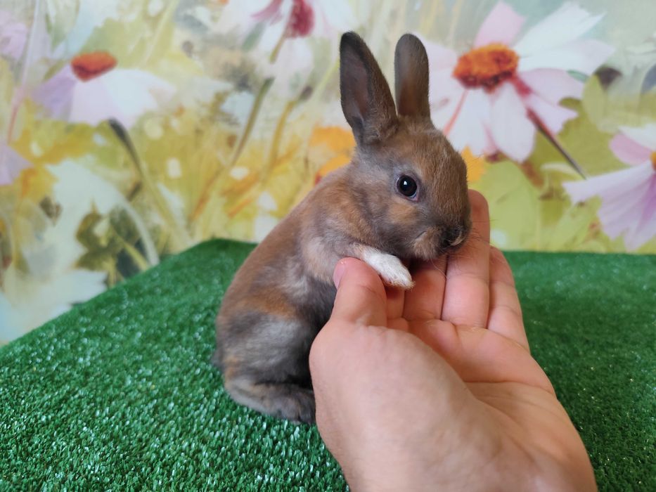 PIĘKNY Mini Rex królik miniaturka Karzełek tri kolor