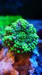 Coral Green Ricordea