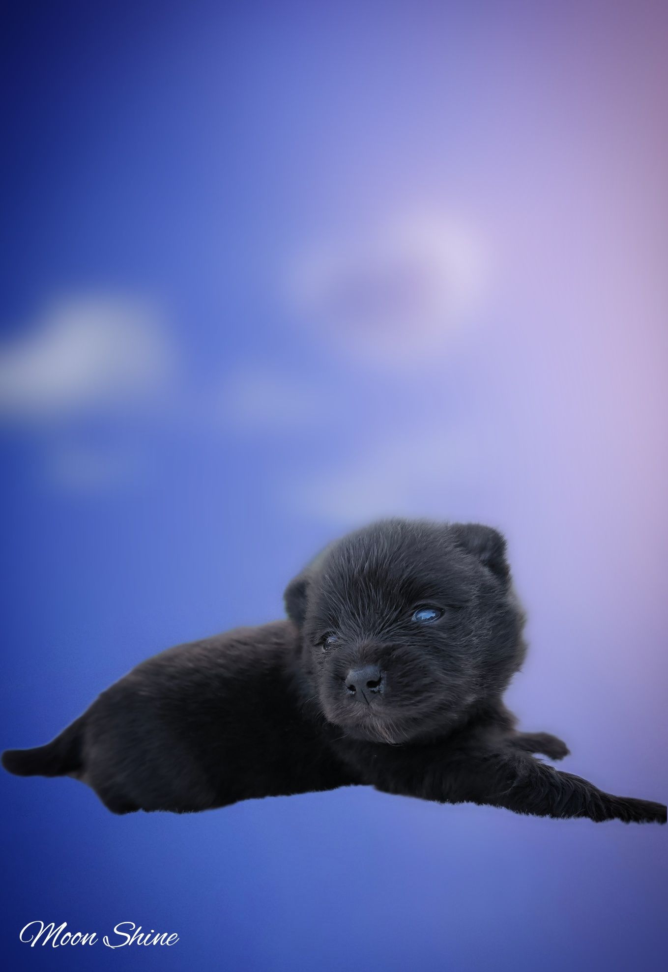 Śliczny piesek czarny szpic miniaturowy pomeranian