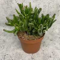 Crassula ovata (Golum) - Grubosz Uszy Shreka