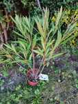 Planta Nerium Oleander cor Rosa