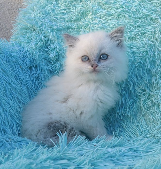 Kocurek Ragdoll     .