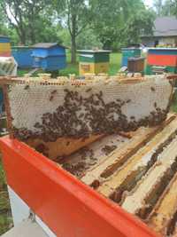 Продам бджолопакети Карніка