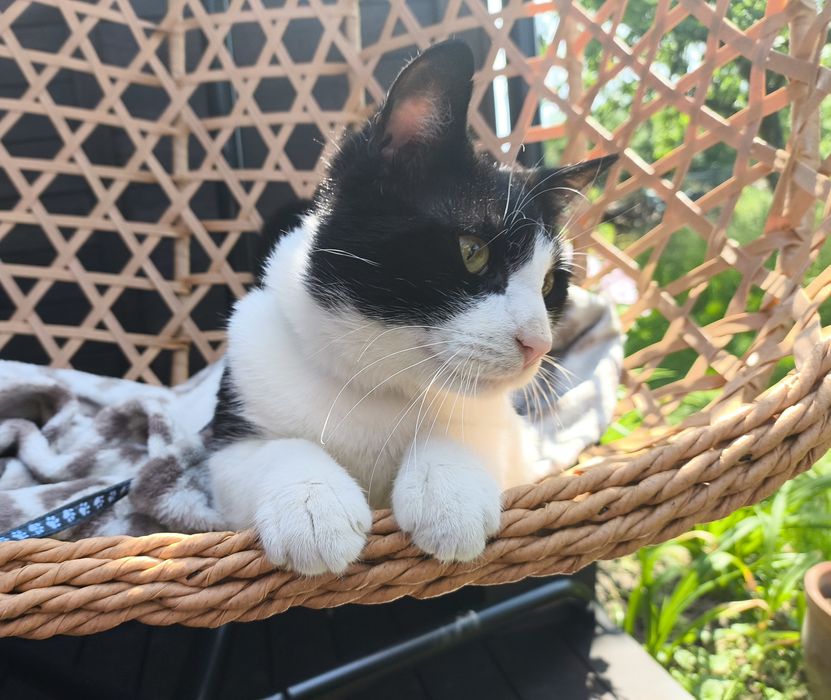 Młody Kocurek Loki do adopcji, szuka domu!