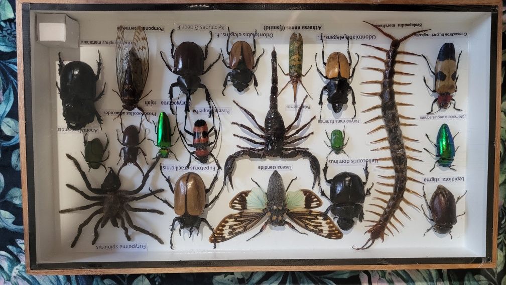 Pająk skorpion,  kolekcja owadów
