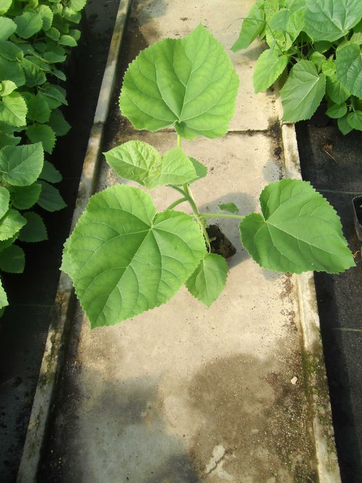Paulownia sadzonki 50-70 cm! Cesarskie drzewko szczęścia!