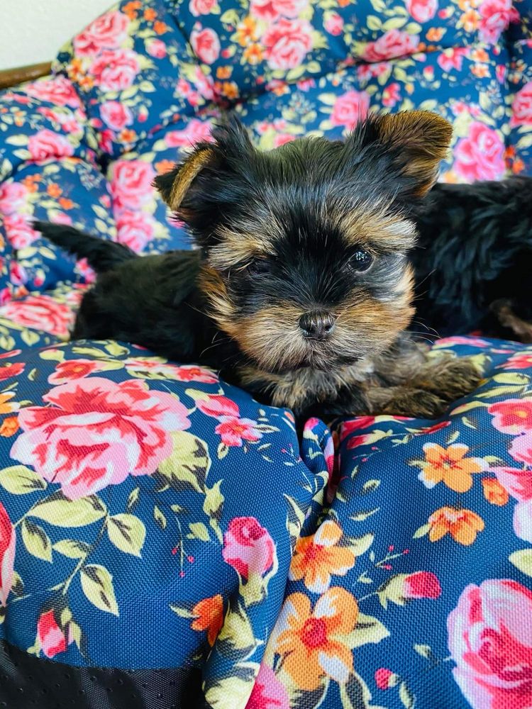 Yorkshire terrier