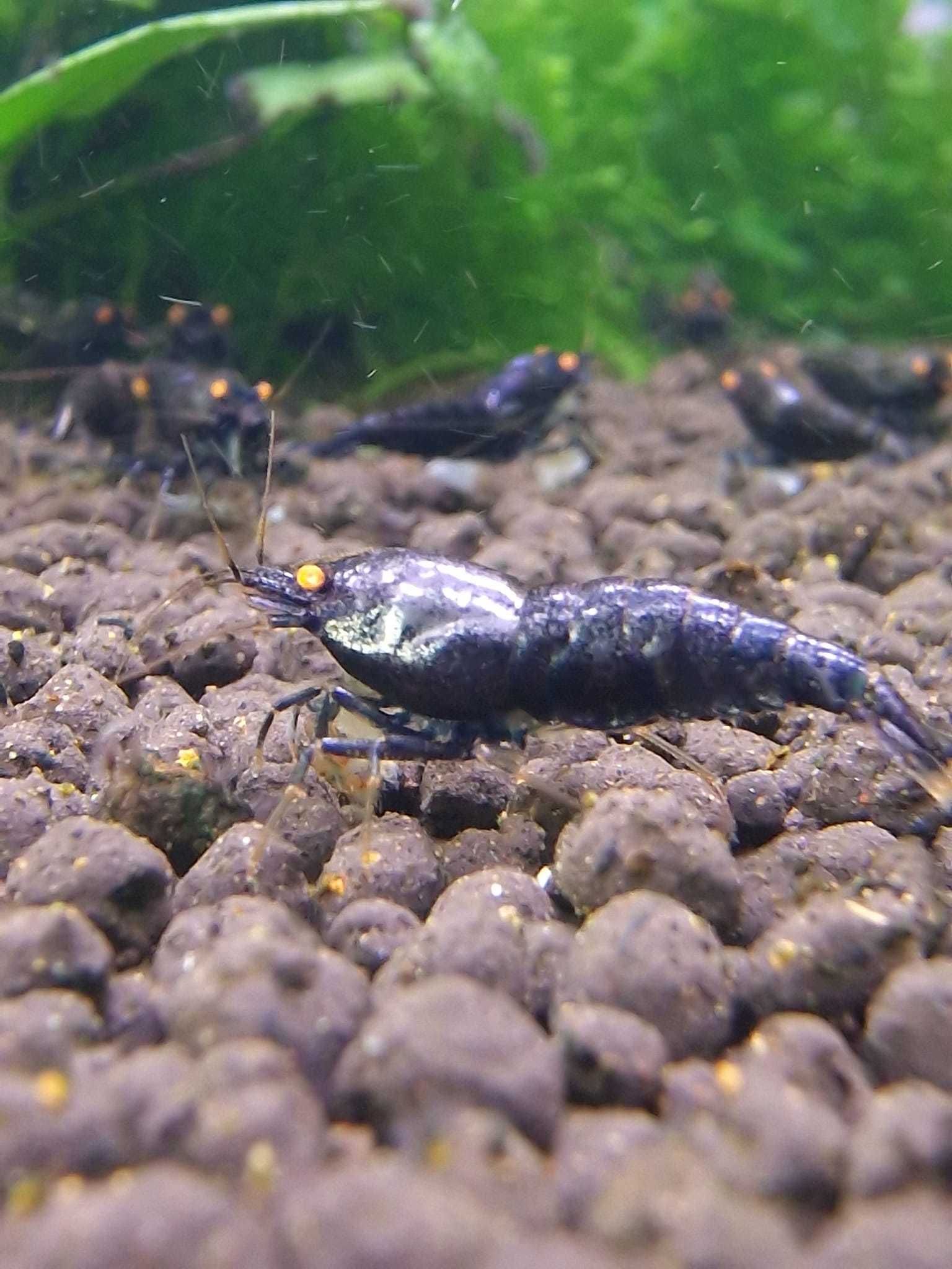 Purple Metallic OE krewetki rzadkie/ shrimps rare