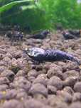 Purple Metallic OE krewetki rzadkie/ shrimps rare
