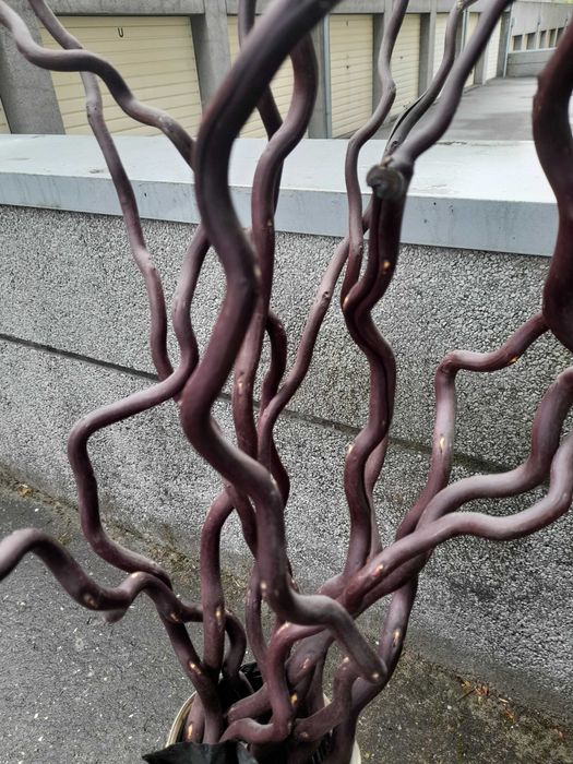 Varas de madeira decorativas