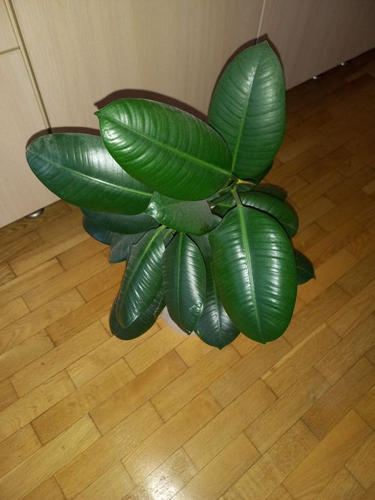 Продам фикус комнатное растение