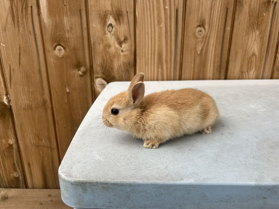 Królik karzełek miniaturka