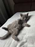 Gatinho Scottish Straight