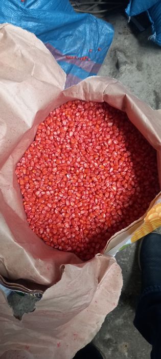 Насіння кукурудзи. Семена кукурузы