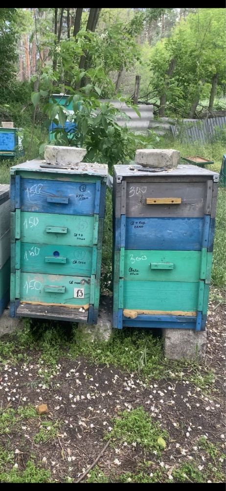 Продам улья вертикальные по 5 шт корпусов, бидоны