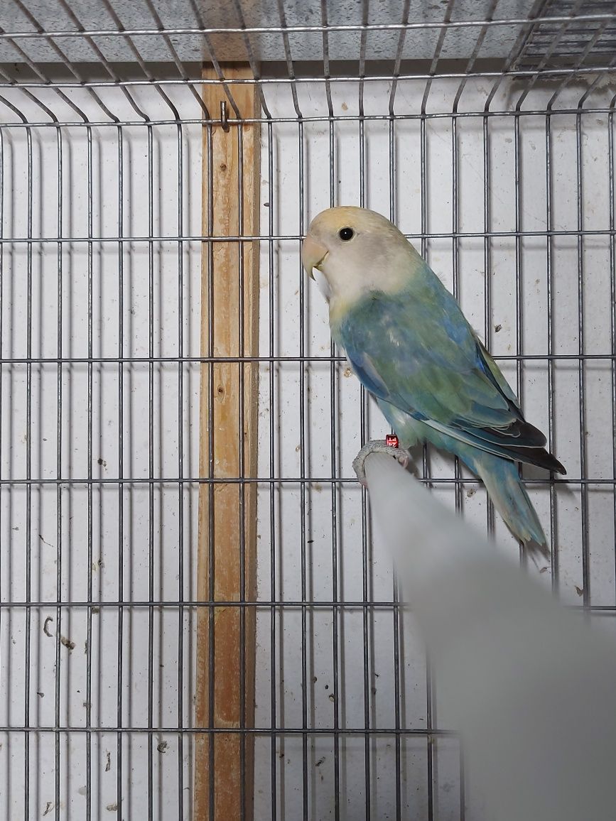 Agapornis Roseicollis