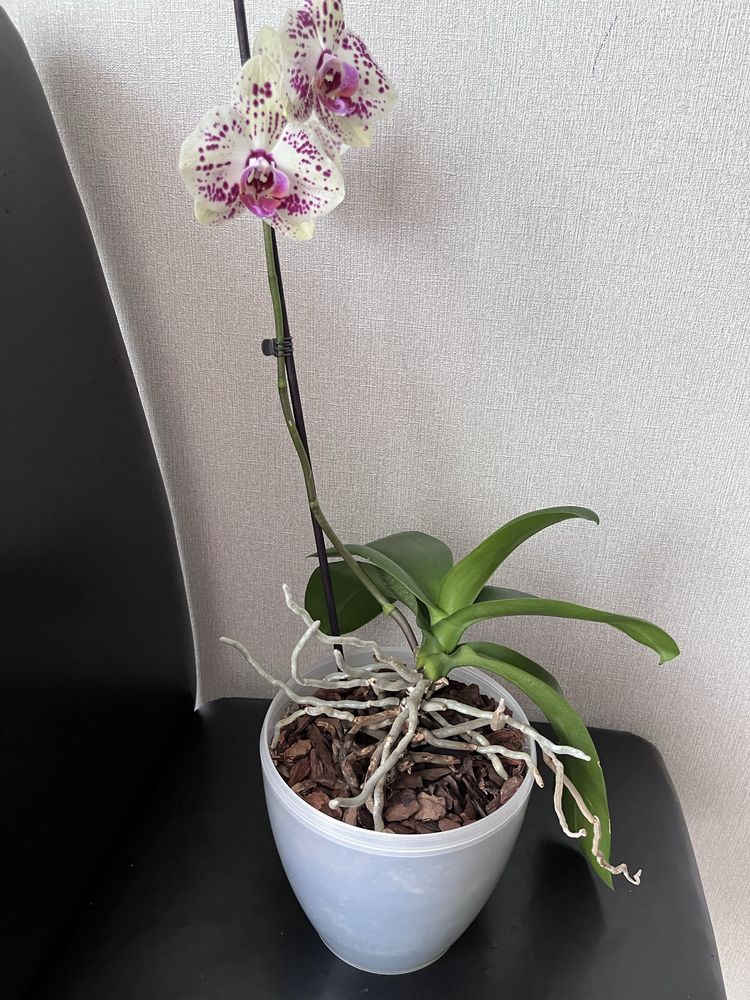 Орхідея домашнє цвітіння