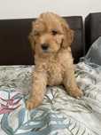 Goldendoodle F1B - Suczka (Badania genetyczne)