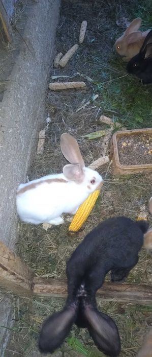 Samce srokacz czarny