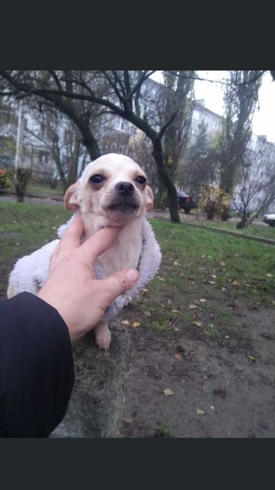Продам девочку чихуахуа