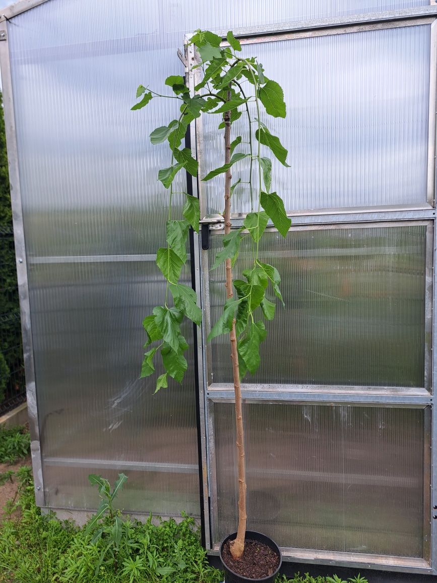 Morwa czarna pendula