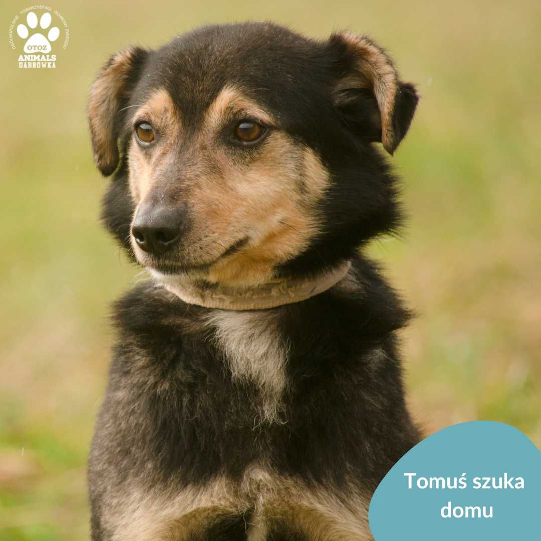 Tomuś szuka domu!