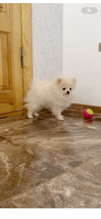 Міні дівчинка померанського шпіца.