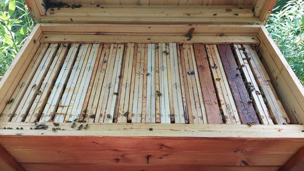 Miód, rodziny pszczele/odkłady, ule warszawskie poszerzane/