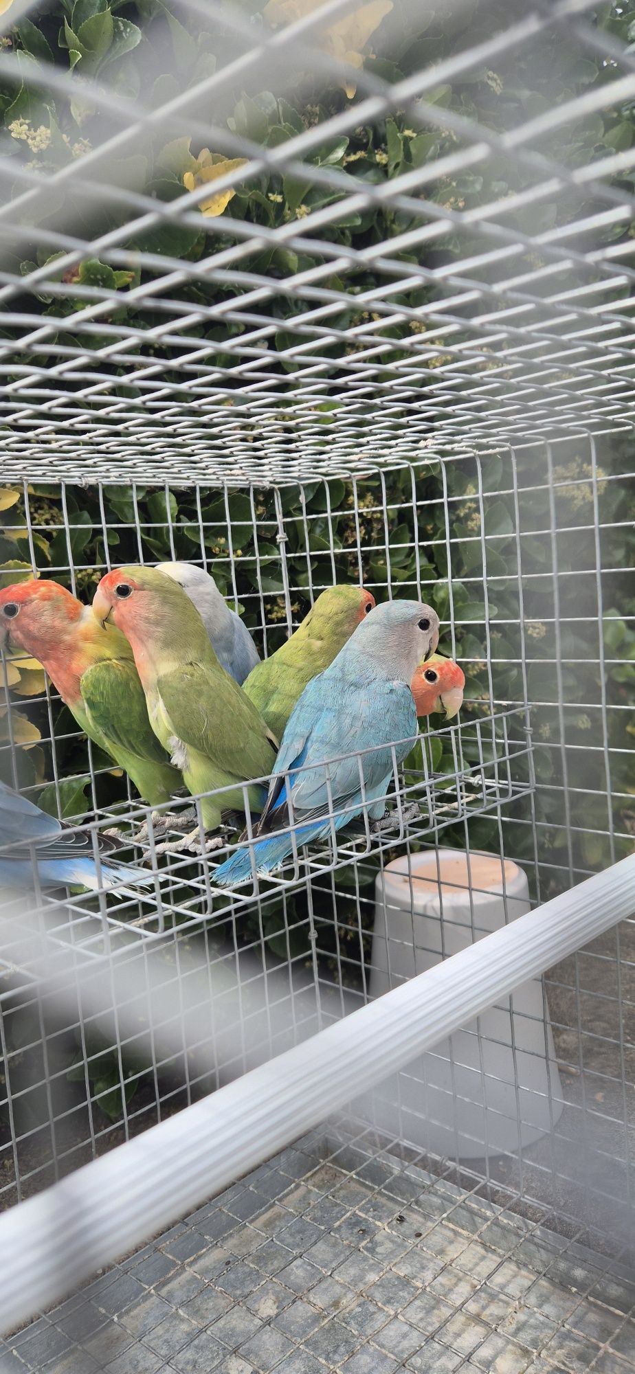 Agapornis roseicollis