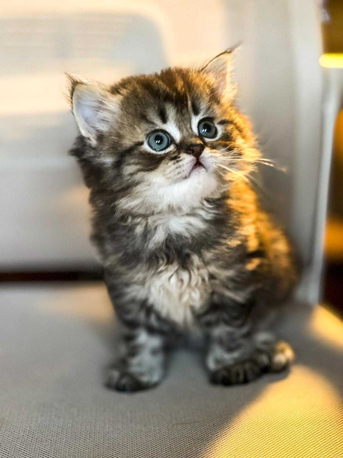 Tabby and White Scottish Straight Macho