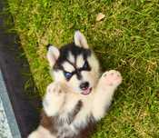 Niebieskooki szczeniak Siberian Husky międzynarodowy rodowod FCI ZKwP