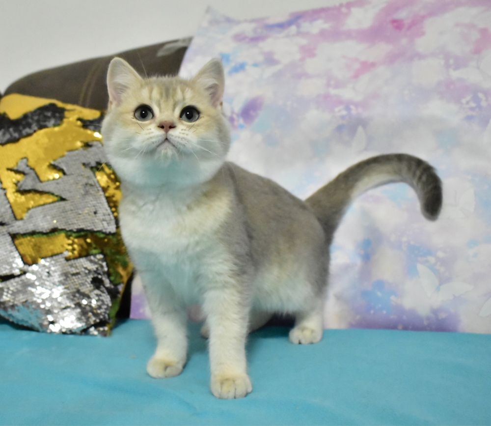 Золотая шиншилла , британский короткошерстный котёнок
