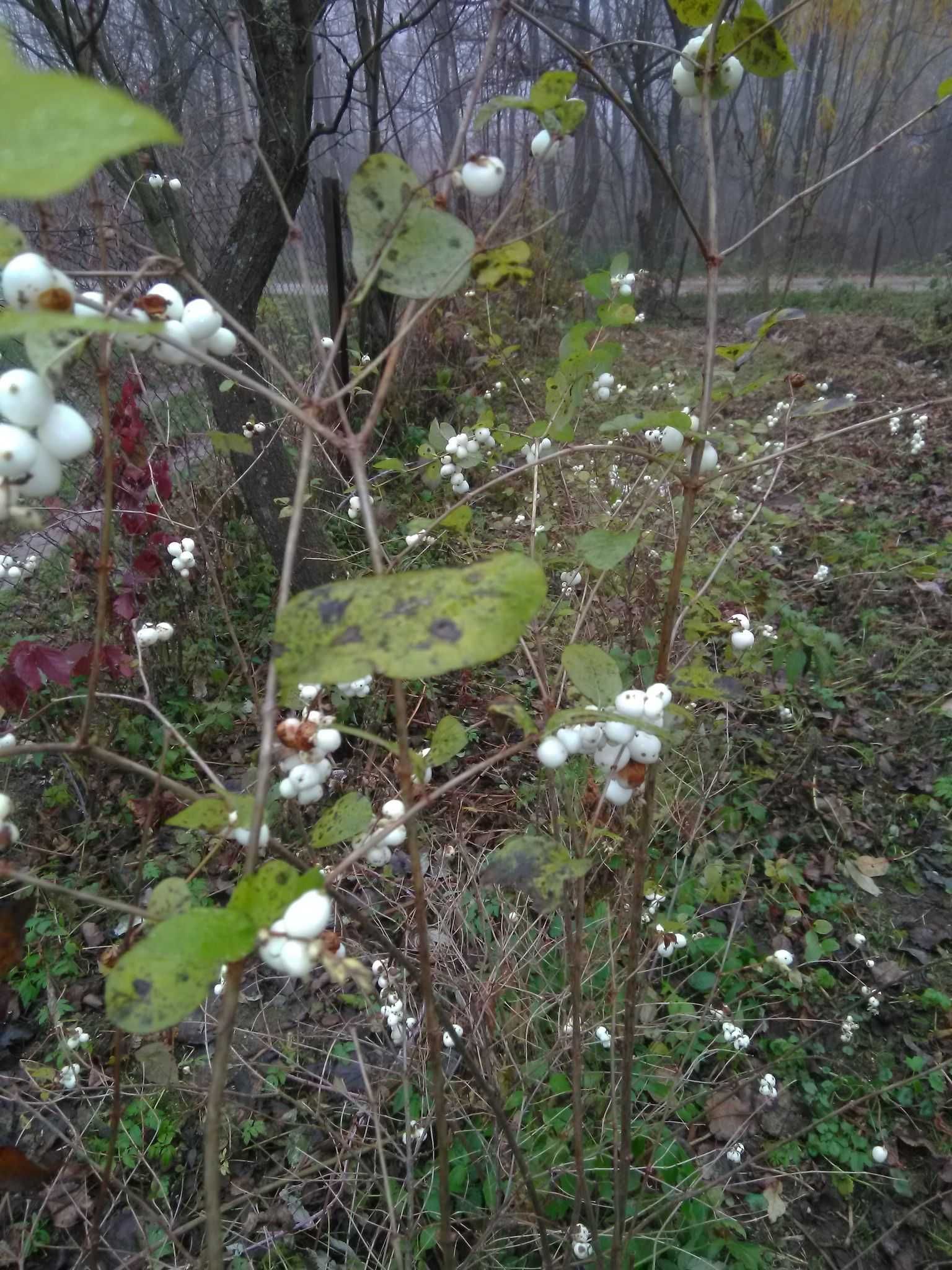 Śnieguliczka jednoroczne sadzonki dobrze ukorzenione r. miododajna!