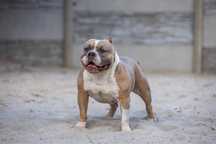 American bully standard ABKC eminents boss
