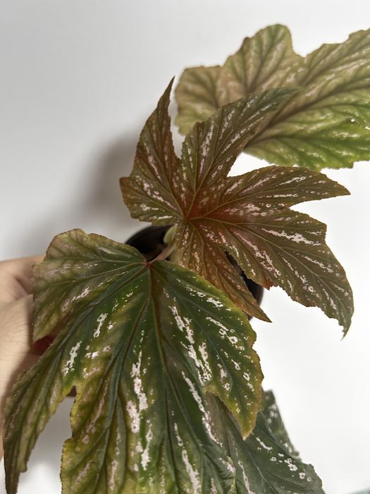 Begonias maculata, diadema