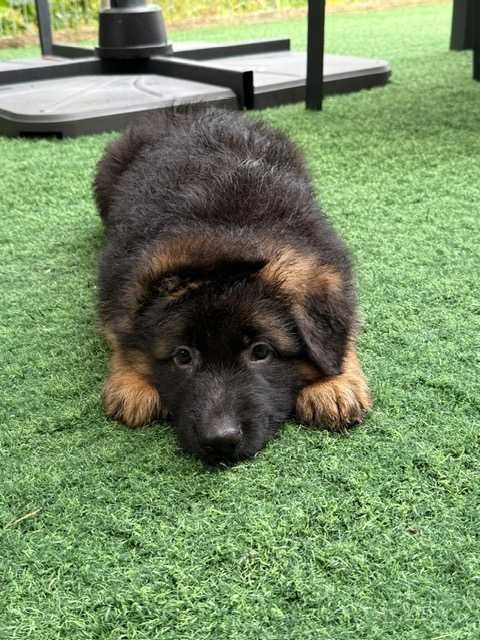 Cachorro Pastor Alemão