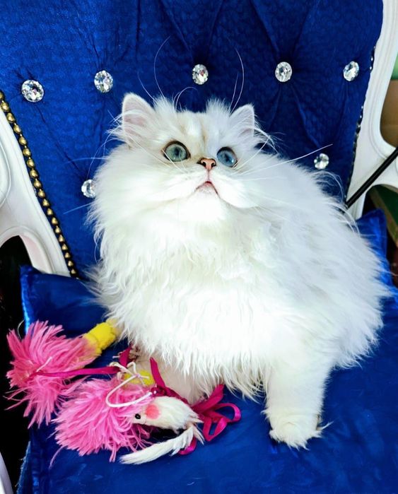 Rodowodowy piękny point BLH ns 21 33 długowłosy o błękitnych oczach