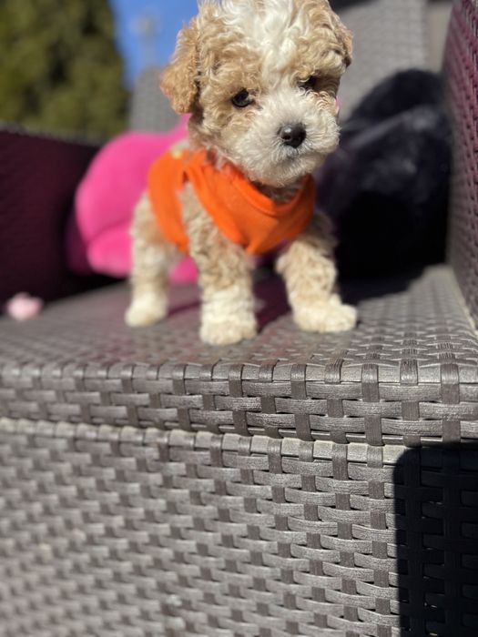 Мальтипу  цуцики