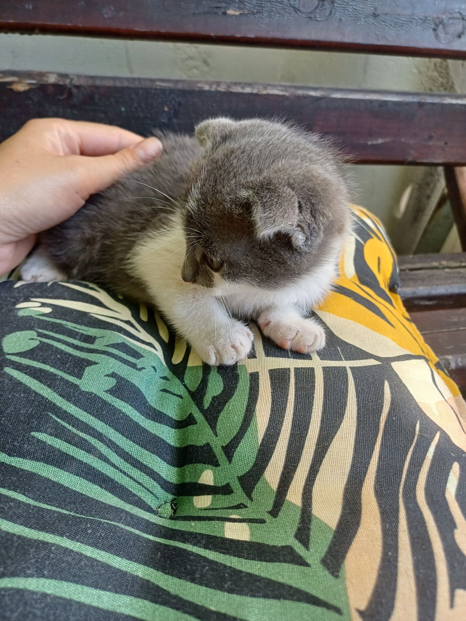Дарую кошенят, друга в сім'ю