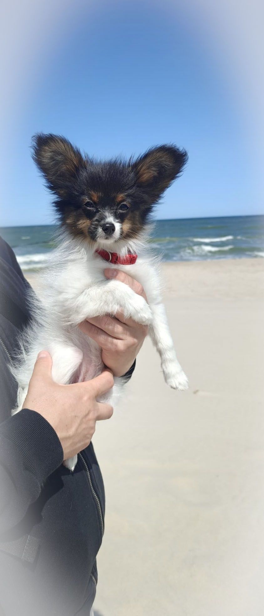 Papillon ZKWP/FCI- Suka- urodzona 13.03.2025r.