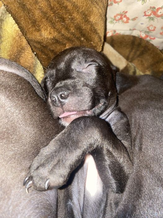 Американський Піт Буль Терьєр