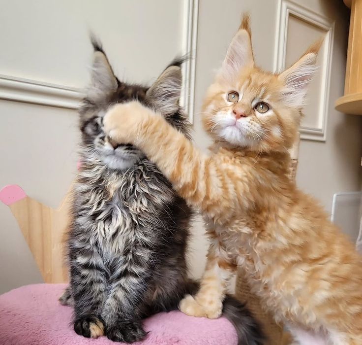 Котята мейн-кун с документами на продажу