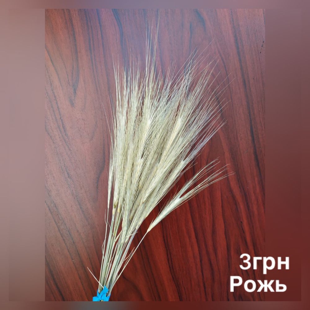Букет злаки сухоцветы рожь ячмень мискантус колосняк ворсянка камыш