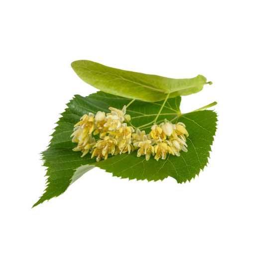 Kłącze perzu z lipą