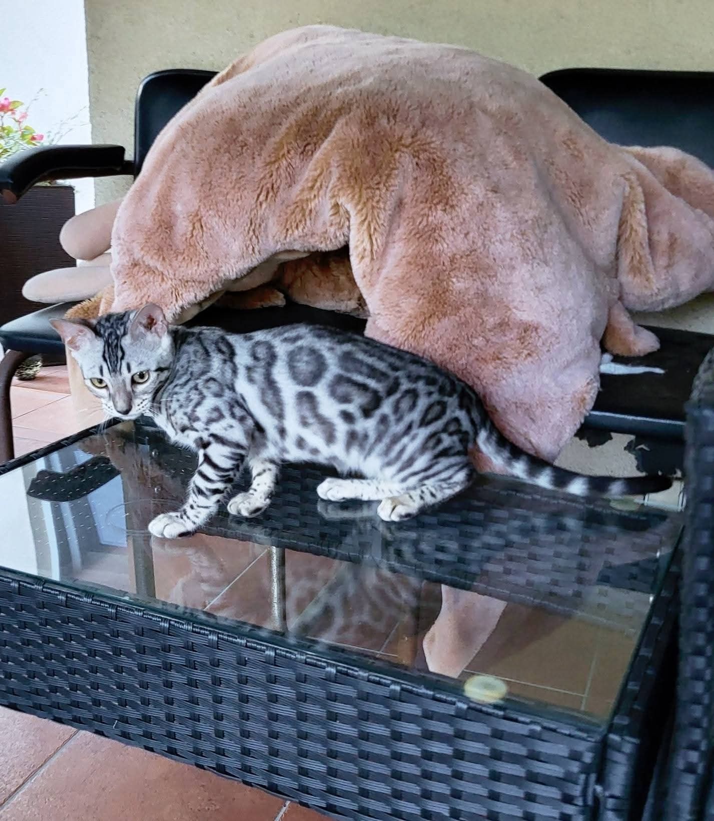 ULANI kotka gotowa do odbioru srebrna kot bengal